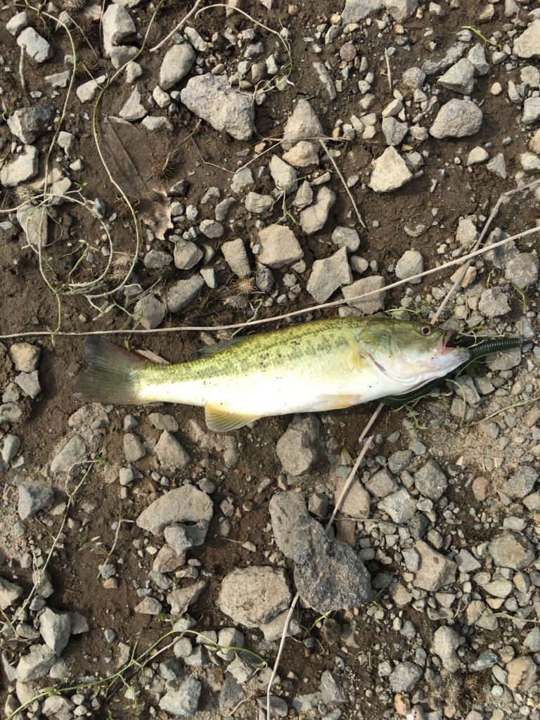 バス釣り、ワーム