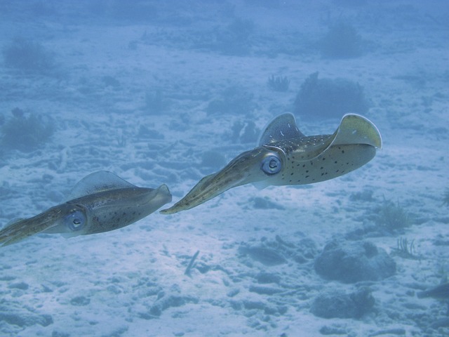 新潟県でエギング アオリイカの釣り方とタックルを紹介します