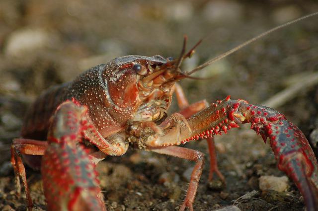 休日は子供とザリガニ釣りに行こう 釣り方を紹介します